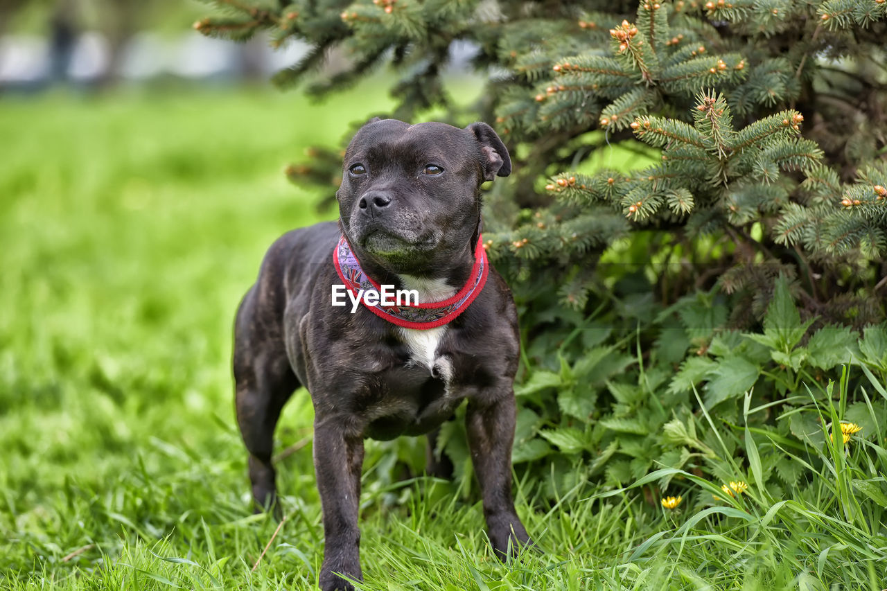 PORTRAIT OF DOG STANDING IN GREEN GRASS