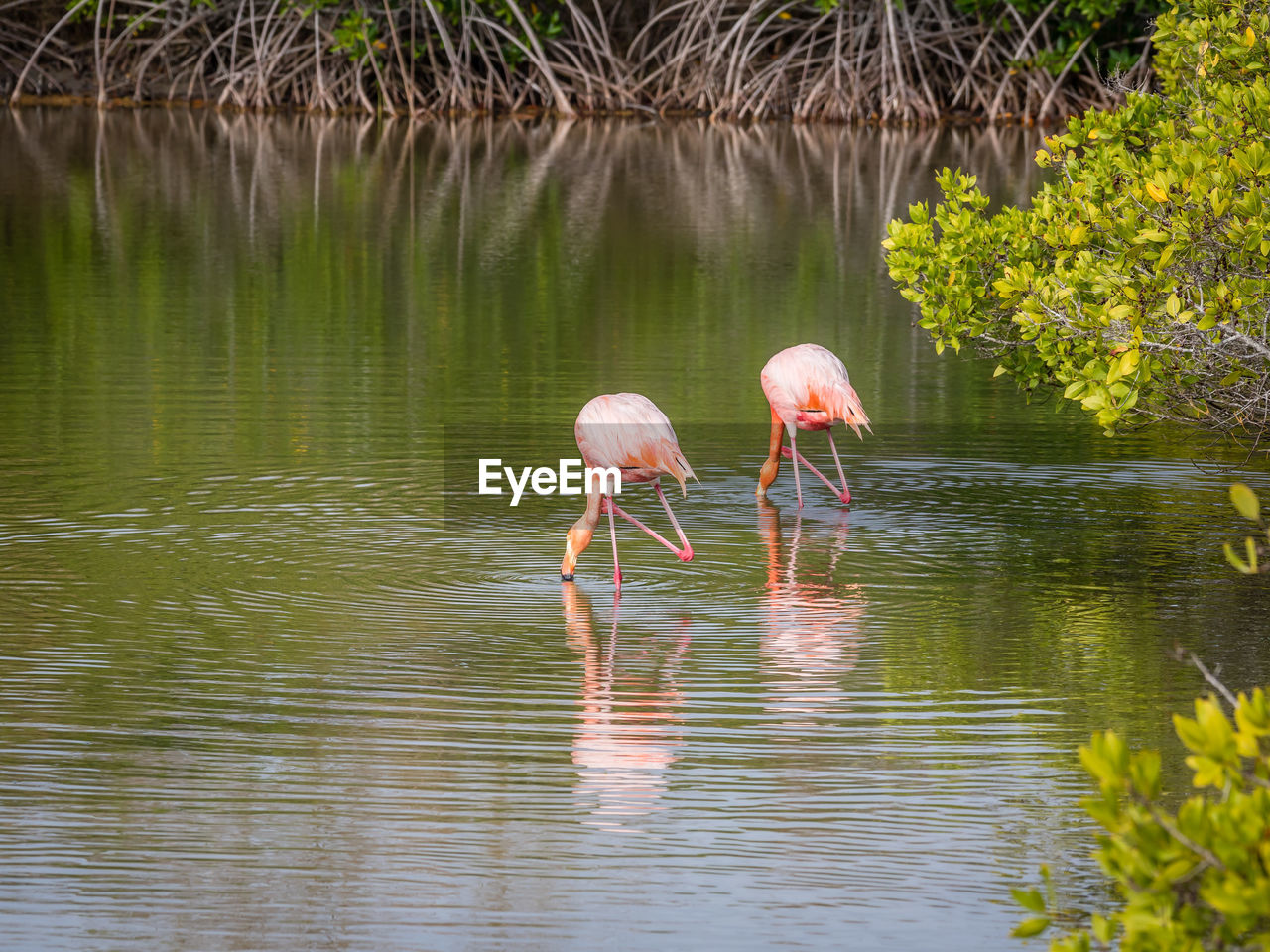 BIRD DRINKING WATER IN LAKE