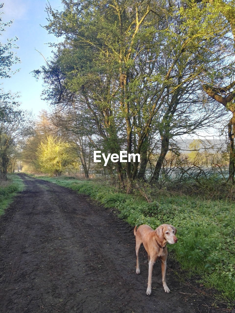 Dog standing on dirt road in forest