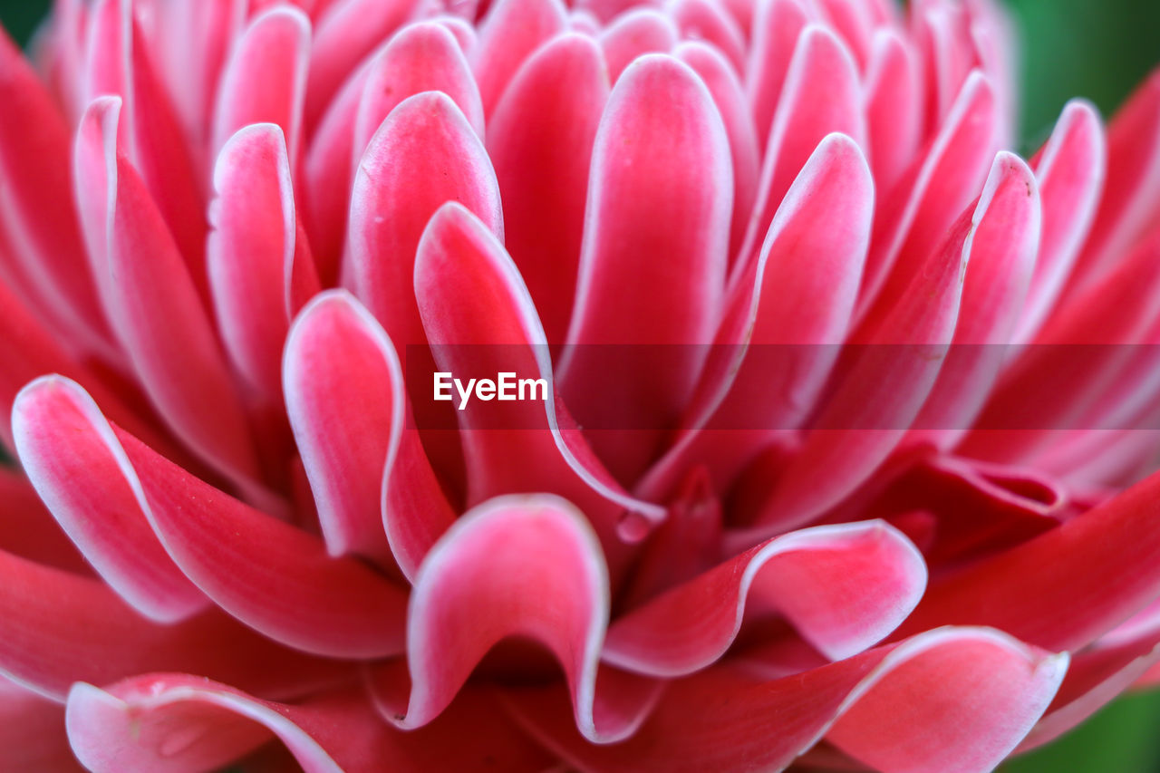 CLOSE-UP OF RED PINK FLOWER