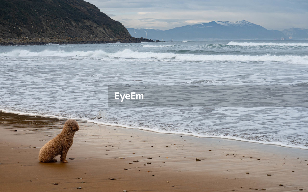 SCENIC VIEW OF SANDY BEACH