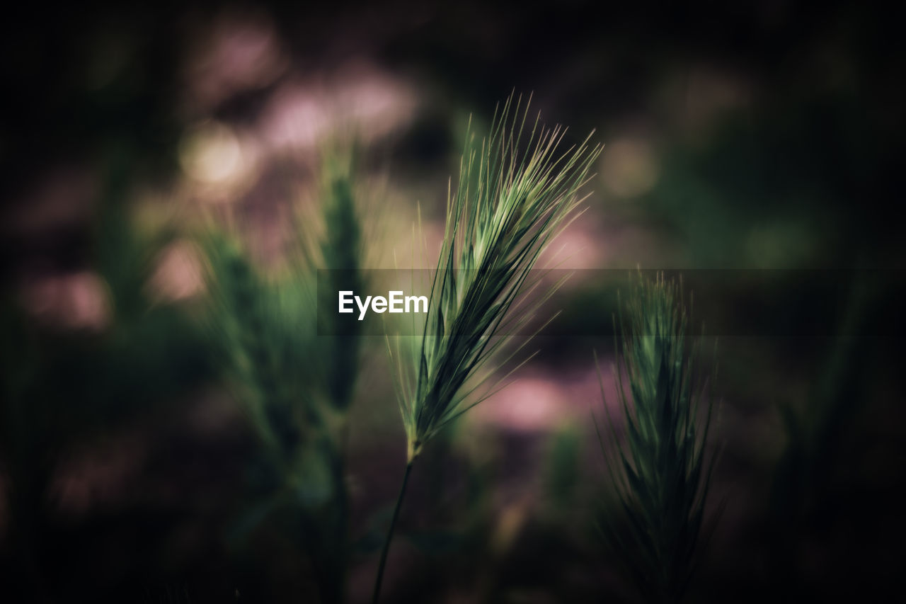 plant, growth, nature, grass, leaf, close-up, beauty in nature, no people, focus on foreground, sunlight, macro photography, land, cereal plant, green, agriculture, crop, flower, outdoors, selective focus, light, field, barley, darkness, freshness, landscape, dark, tree, tranquility, plant stem, branch