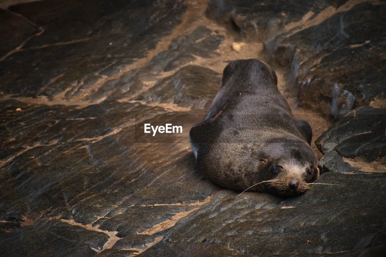 High angle view of seal sleeping on rock