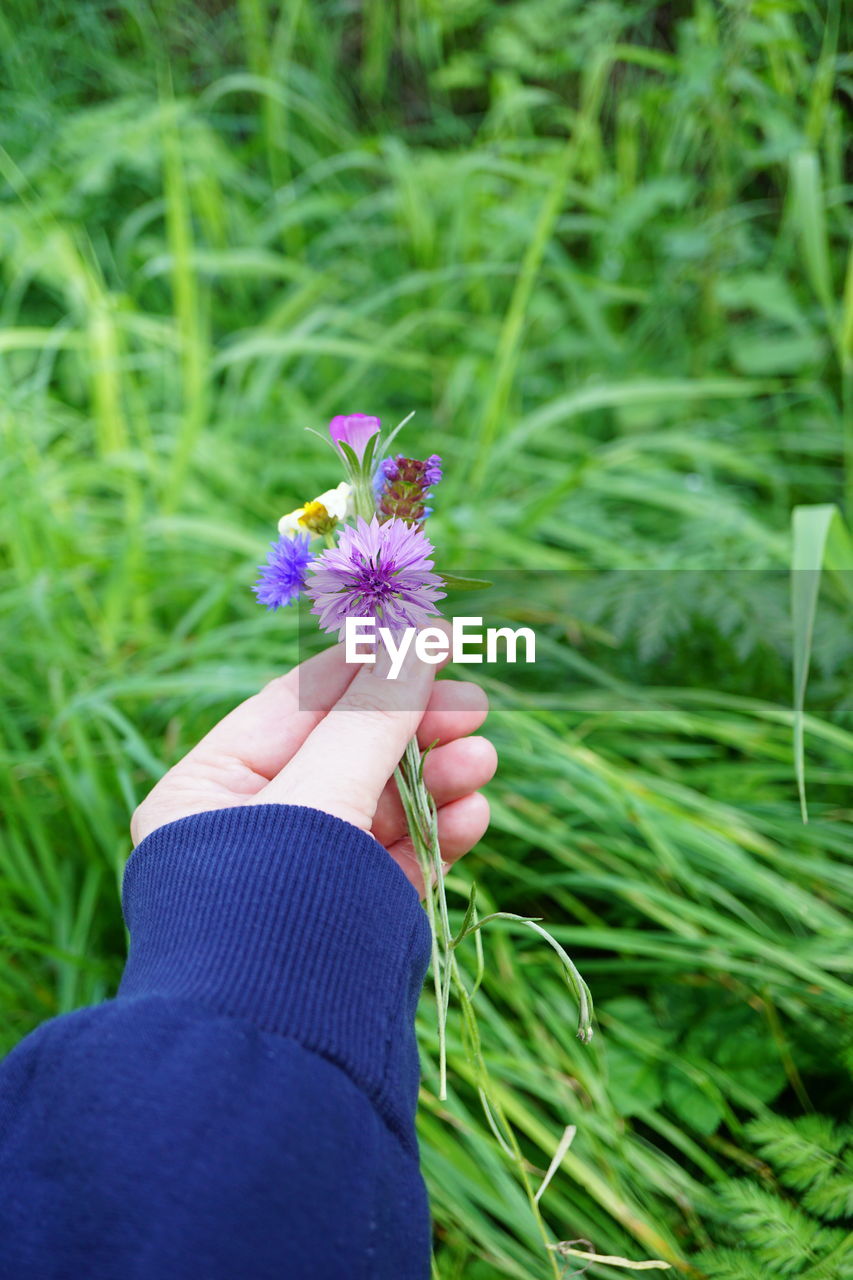 cropped hand of woman holding flowers