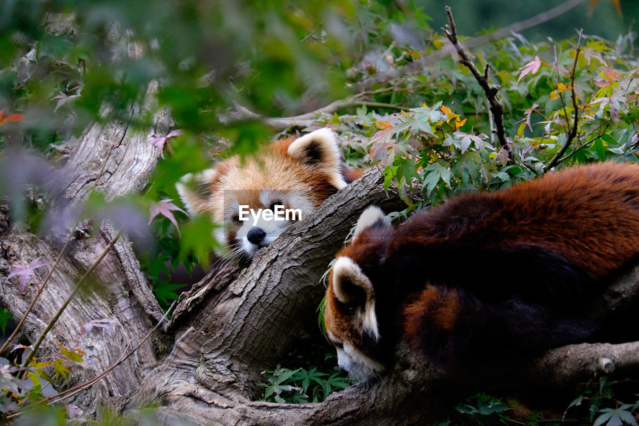 Red pandas sitting on tree