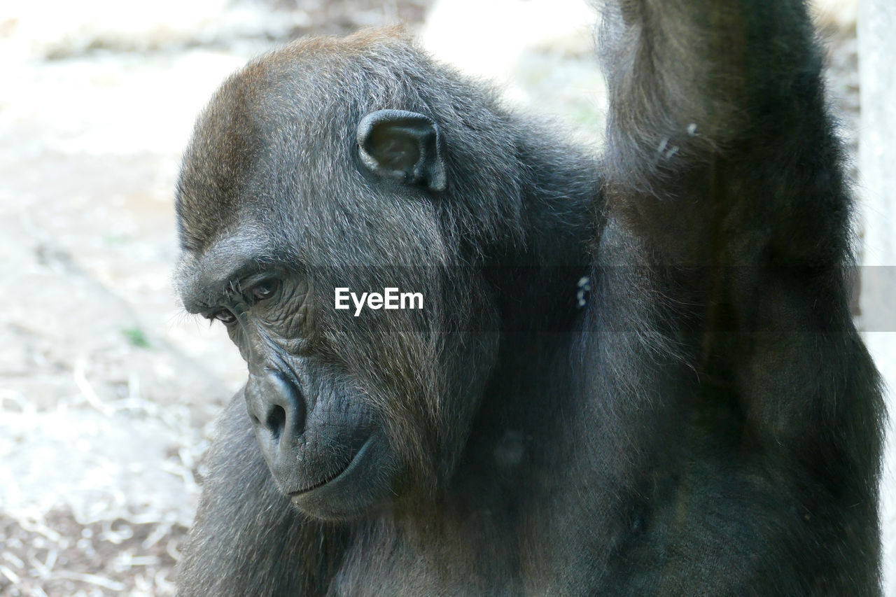 CLOSE-UP PORTRAIT OF MONKEY