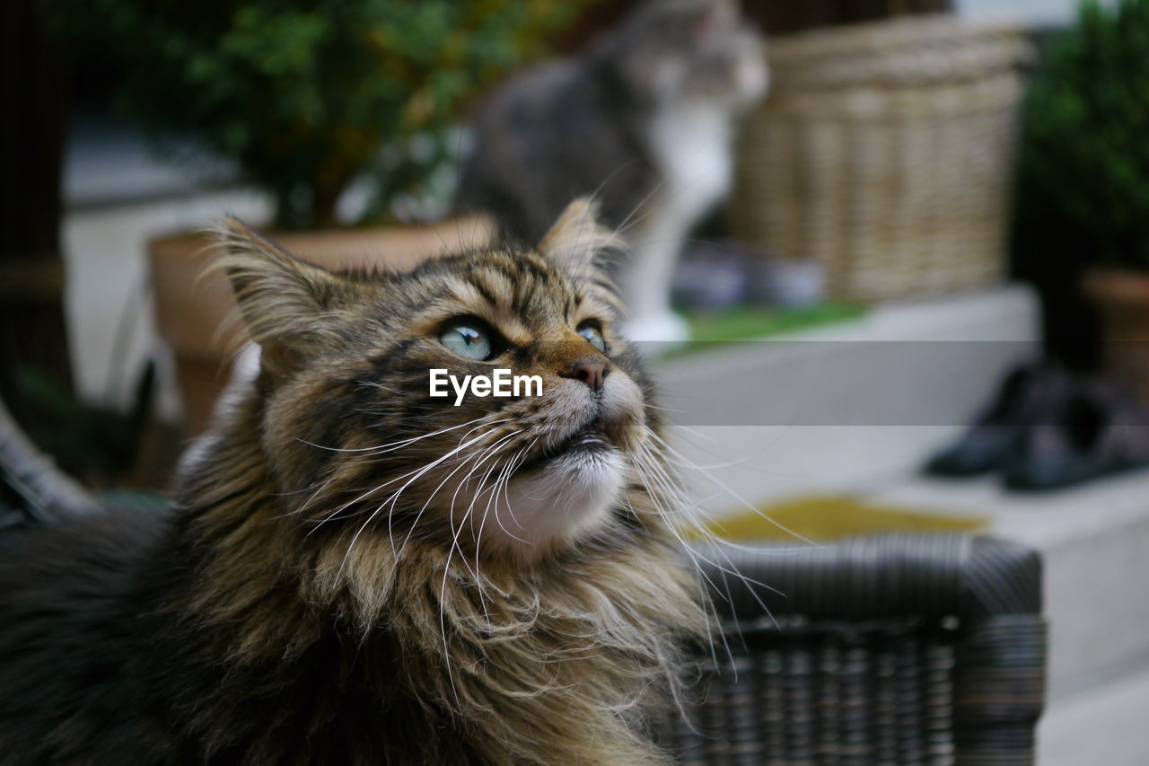 Close-up portrait of a cat looking away