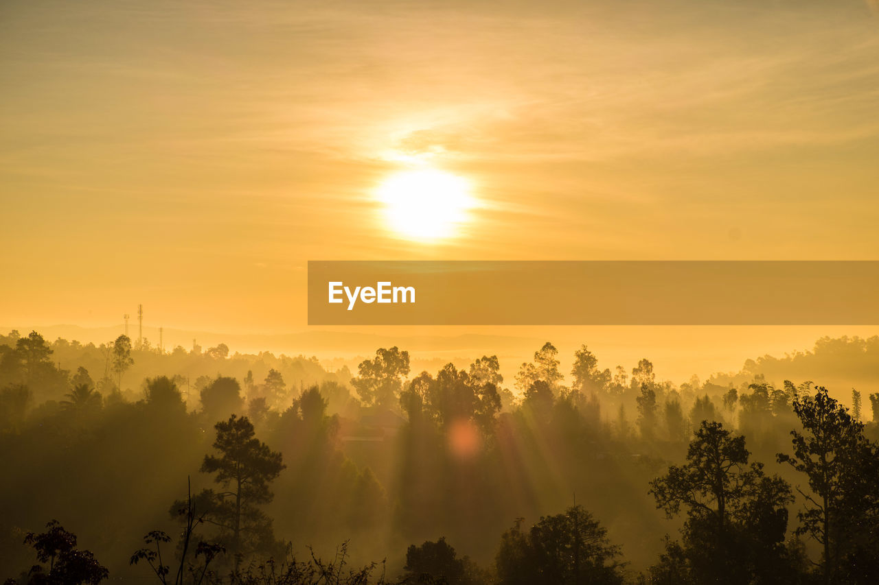 SUN STREAMING THROUGH TREES DURING SUNSET