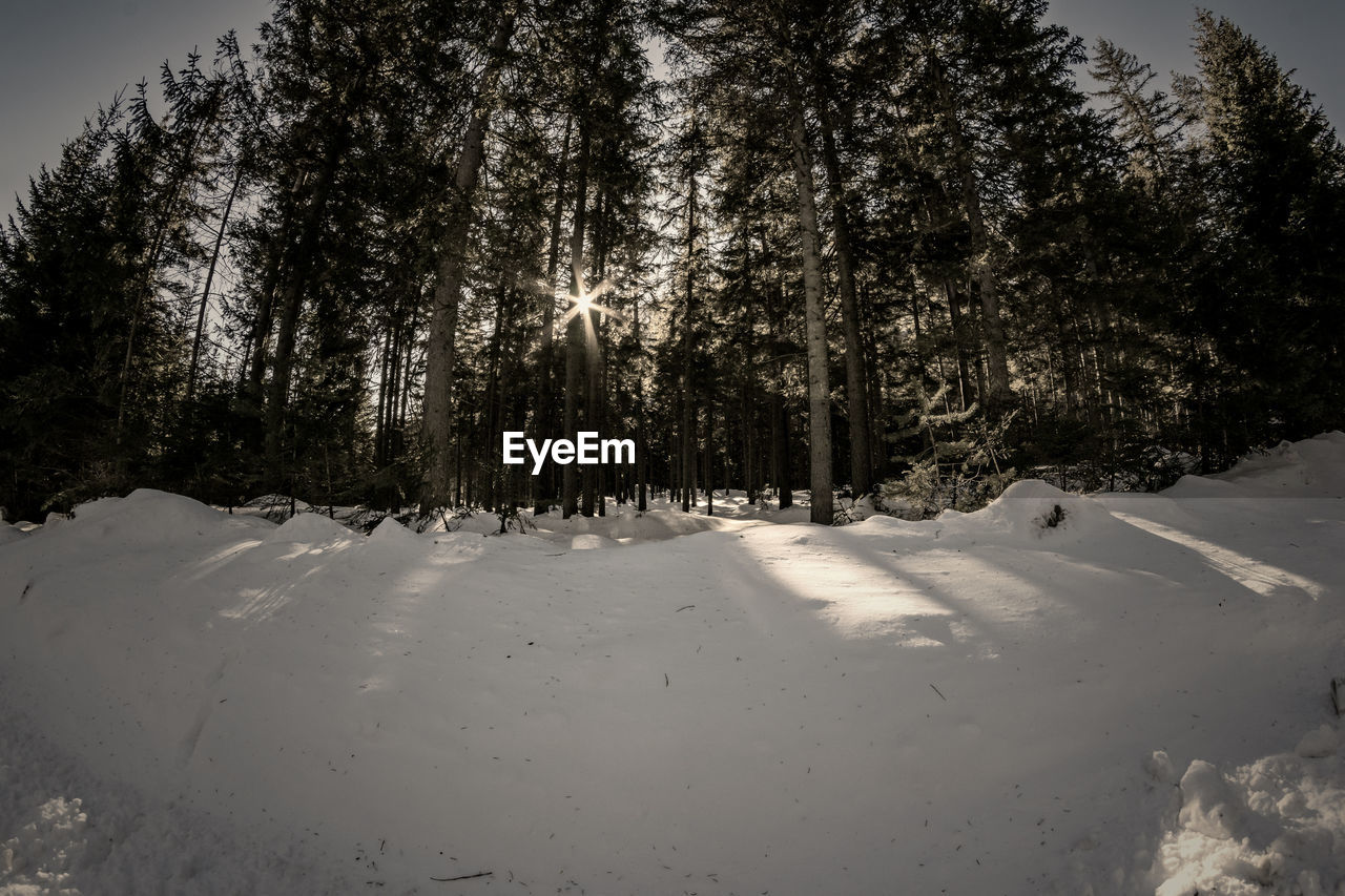 Trees on snow covered land during winter