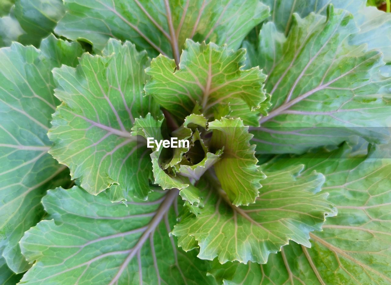 Close-up photo of cauliflower.