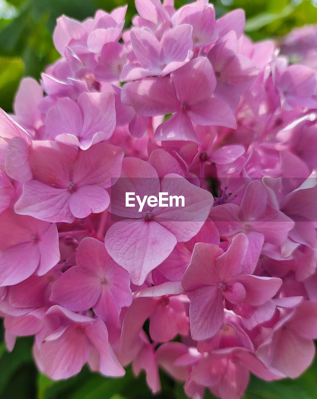 flower, flowering plant, plant, beauty in nature, freshness, pink, petal, fragility, close-up, inflorescence, flower head, growth, nature, no people, springtime, focus on foreground, lilac, blossom, day, hydrangea, outdoors, botany, bunch of flowers