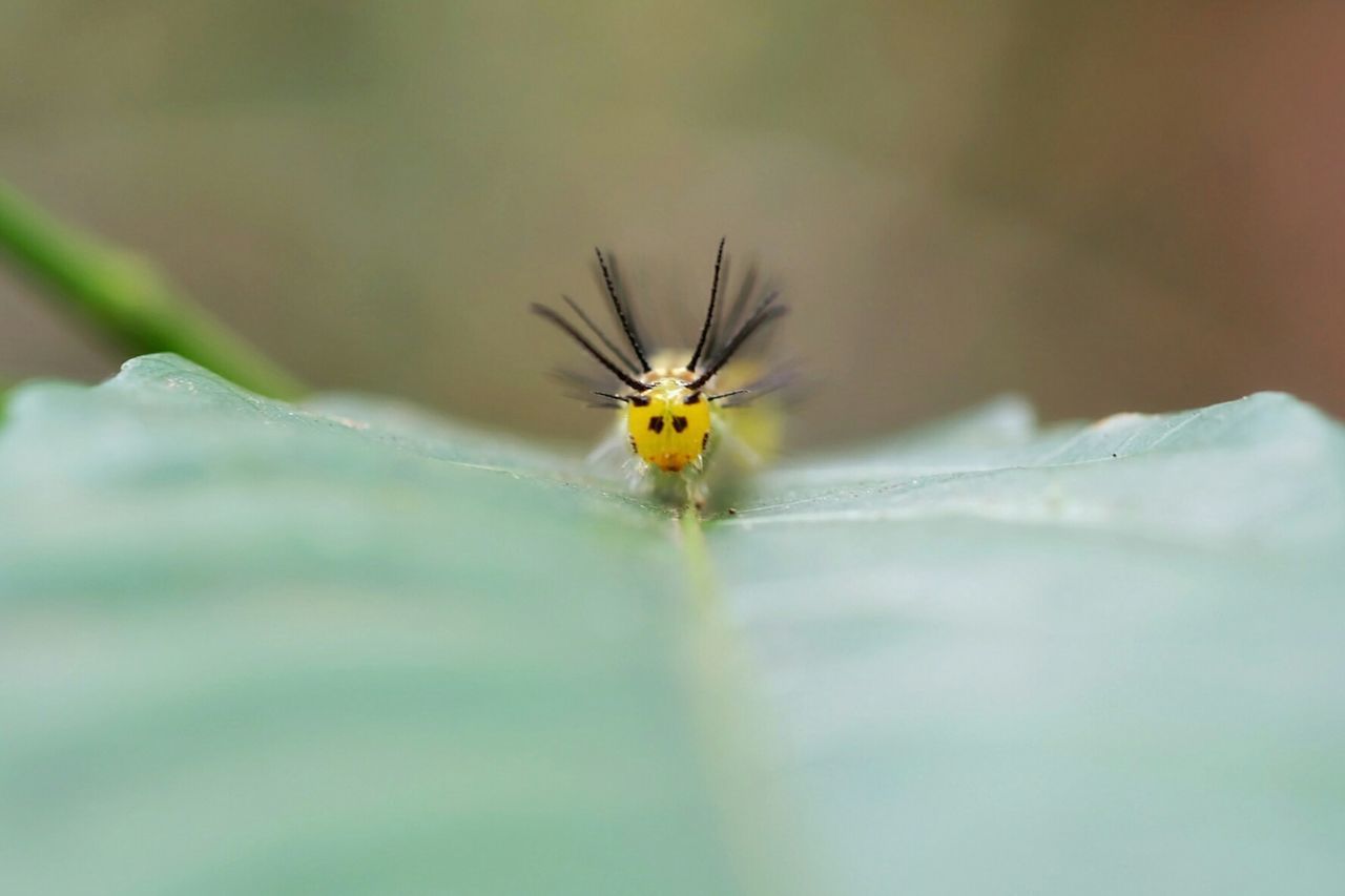 CLOSE-UP OF SPIDER ON STEM