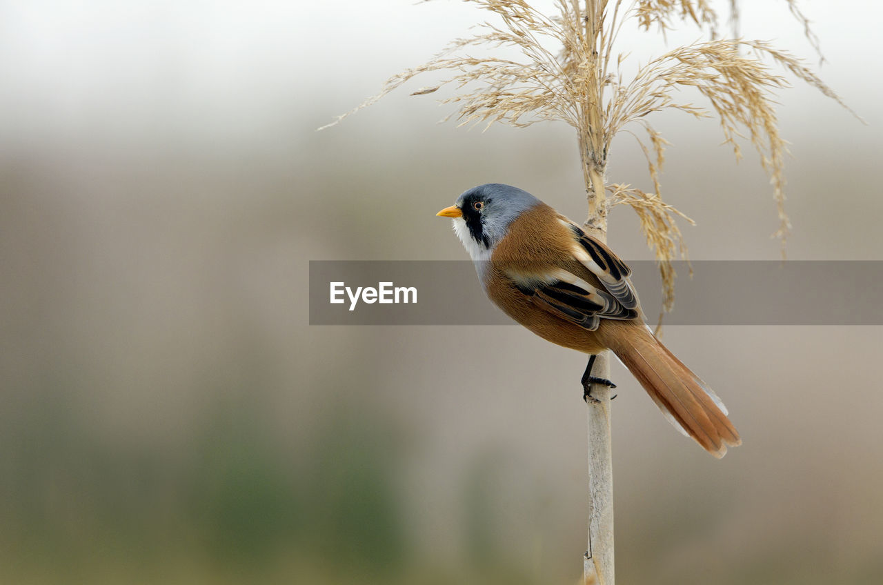 CLOSE-UP OF BIRD PERCHING ON PLANT