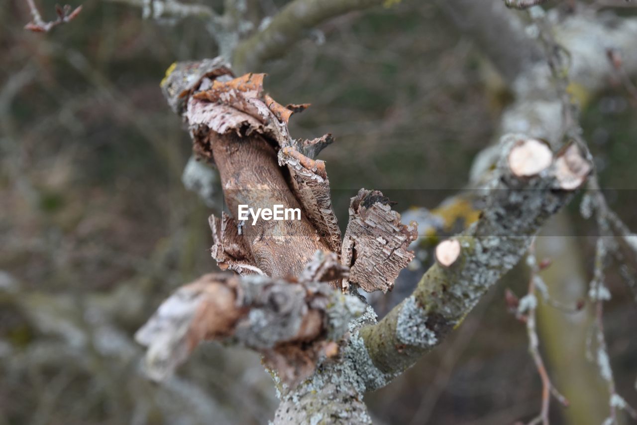 Close-up of dry leaves on snow covered land