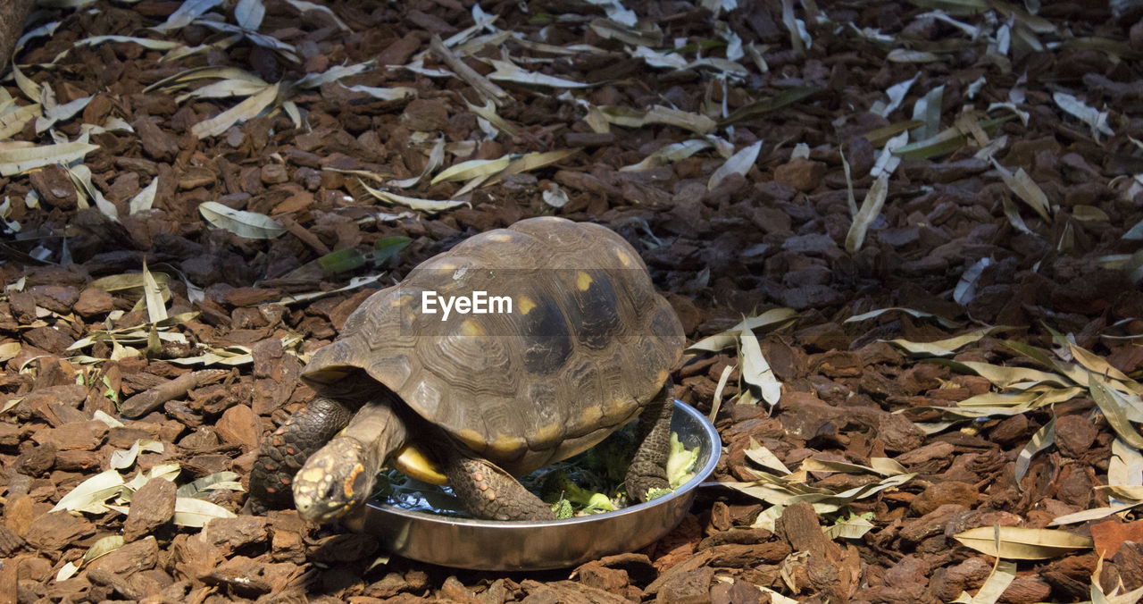HIGH ANGLE VIEW OF TORTOISE IN CONTAINER