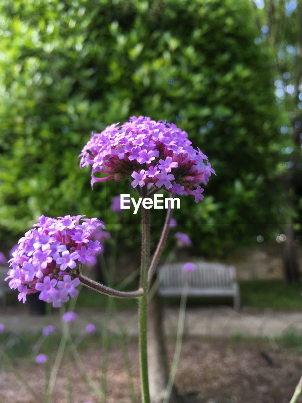 PURPLE FLOWERING PLANT ON FIELD