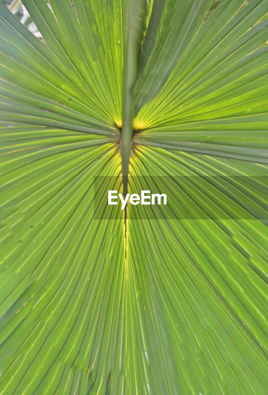 CLOSE-UP OF PALM TREE LEAVES