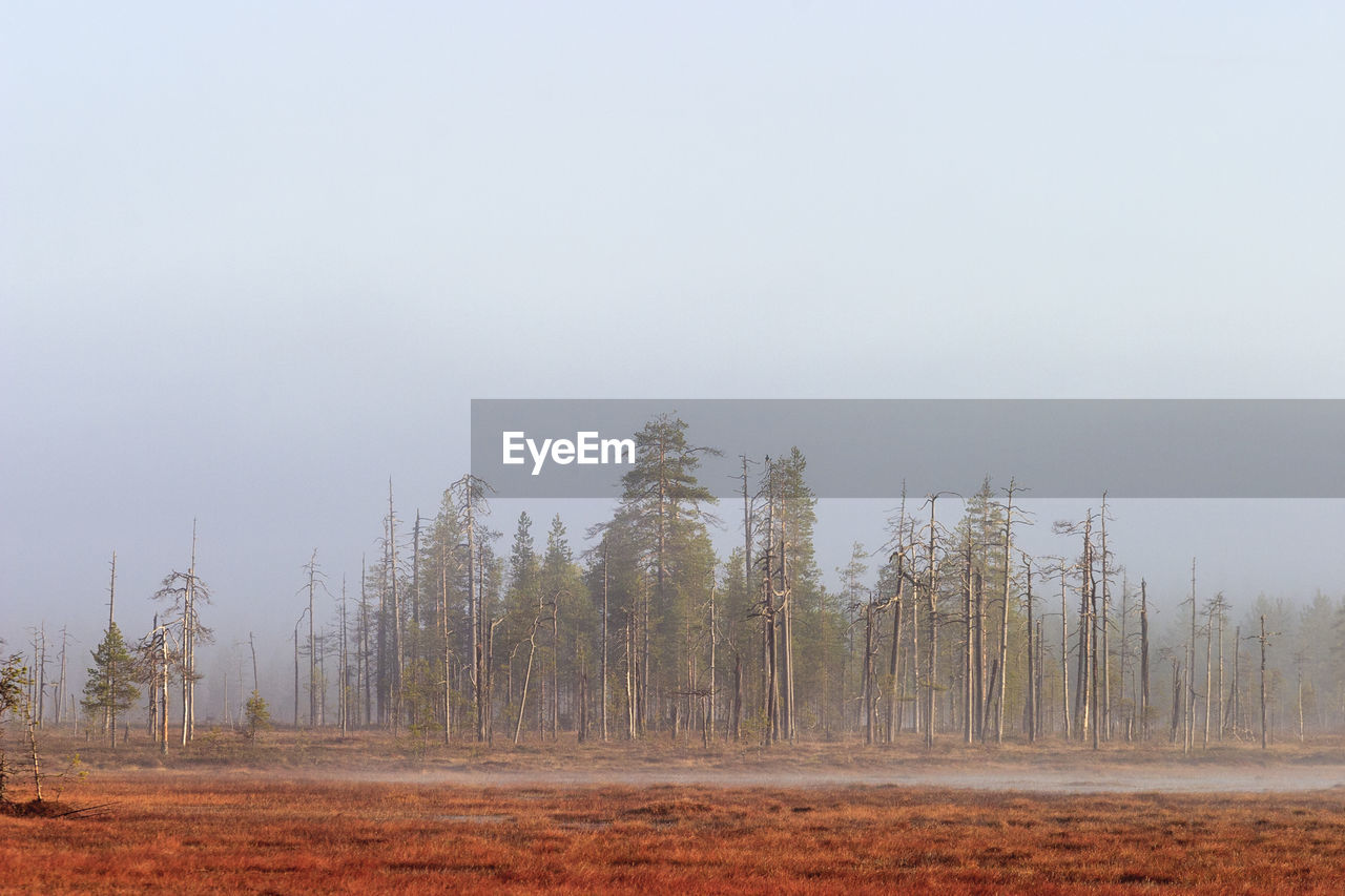 TREES GROWING ON FIELD AGAINST SKY