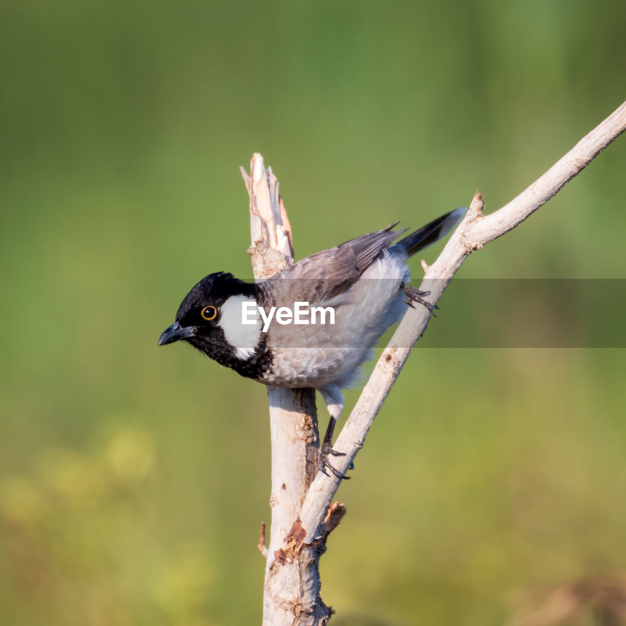 BIRD PERCHING ON A BRANCH