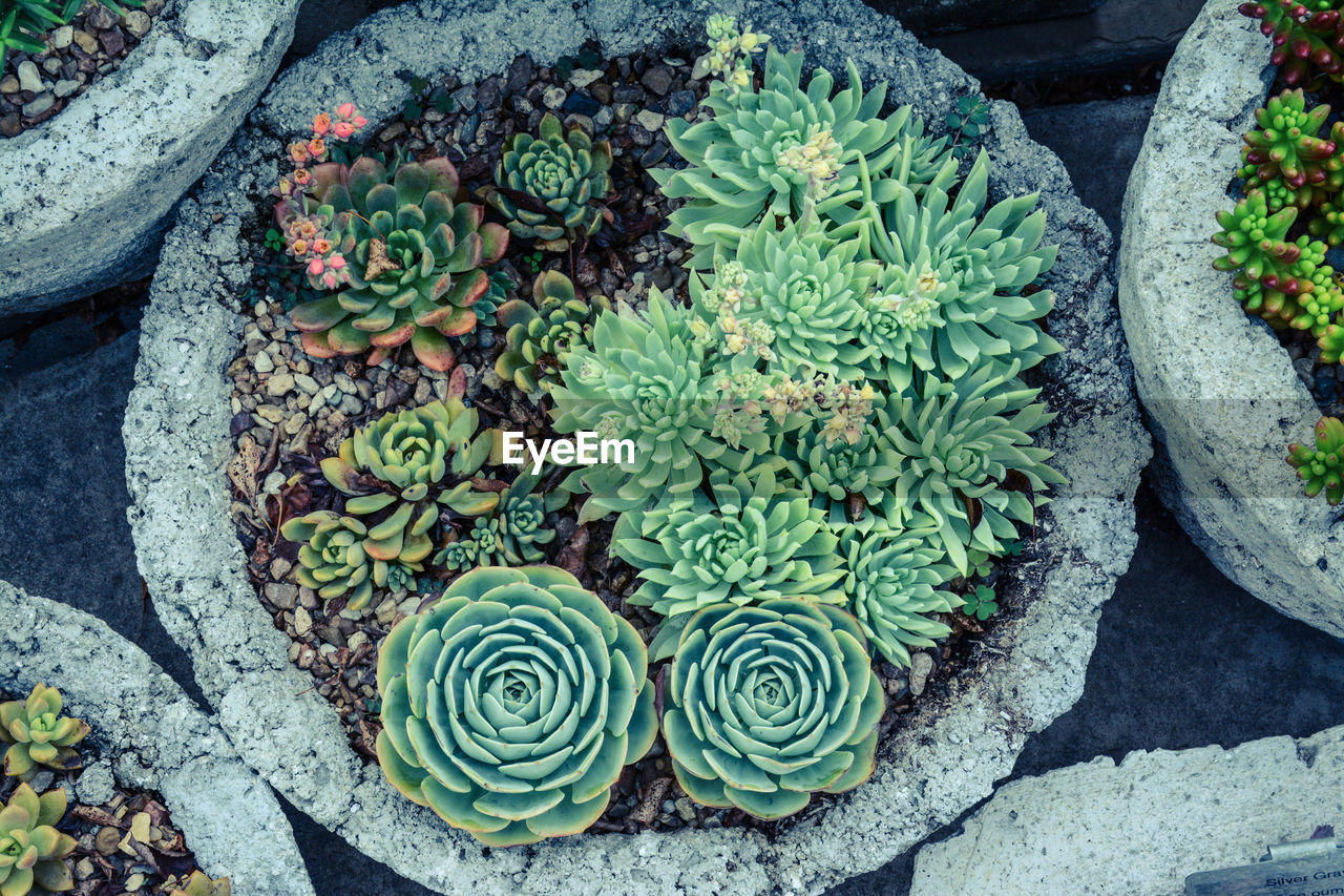 High angle view of succulent planter