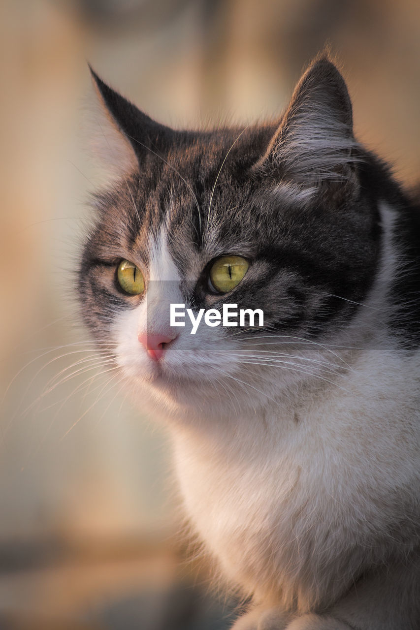 Close-up portrait of a cat