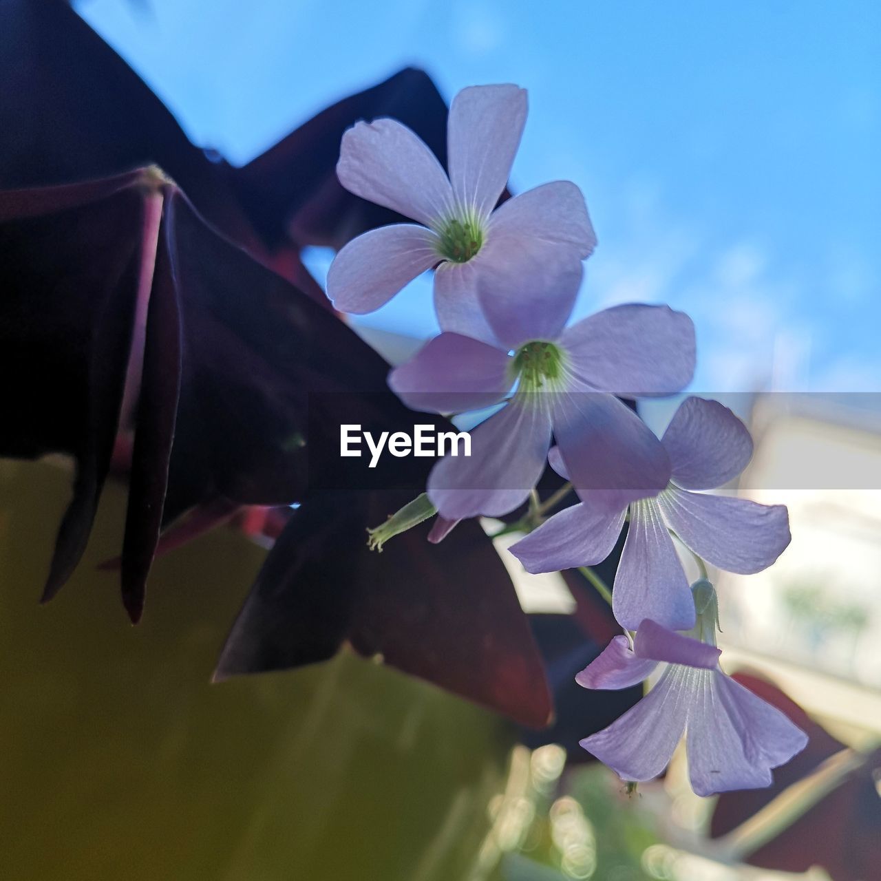 Close-up of cherry blossoms