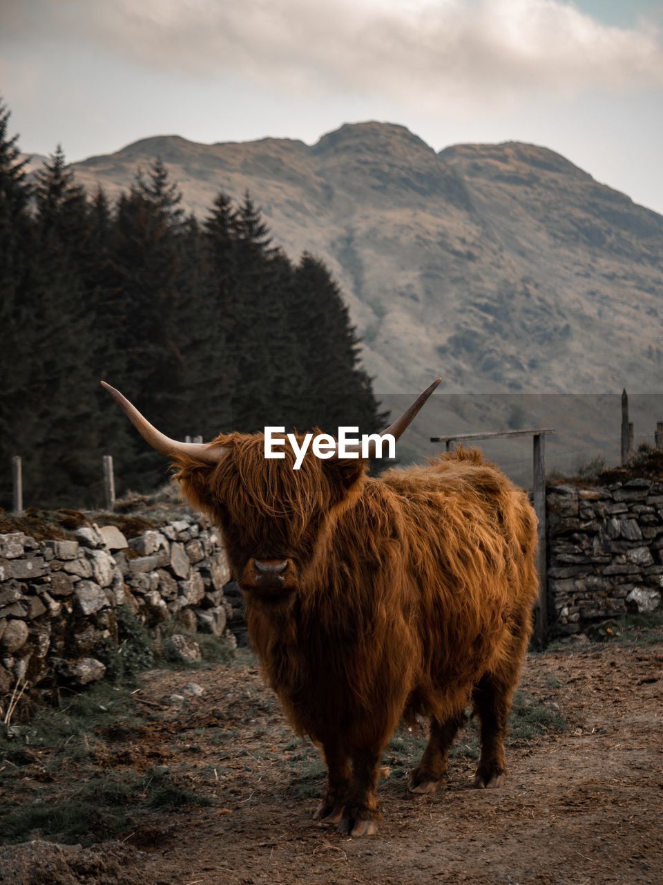 Portrait of highland cattle standing on mountain
