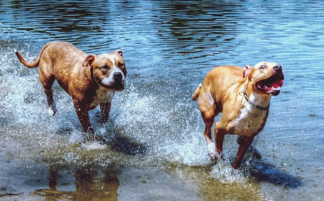 Dogs in water