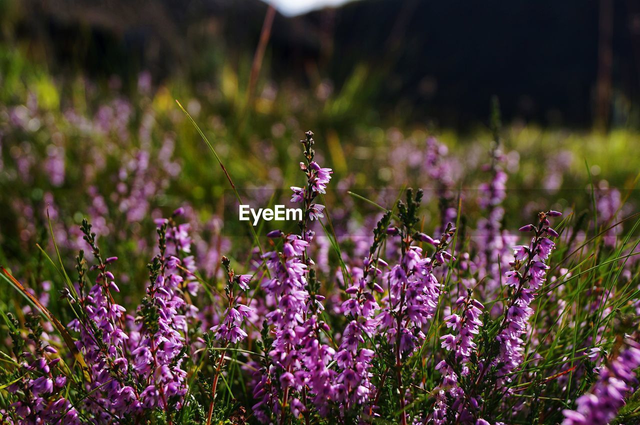 Close-up of flowers growing outdoors