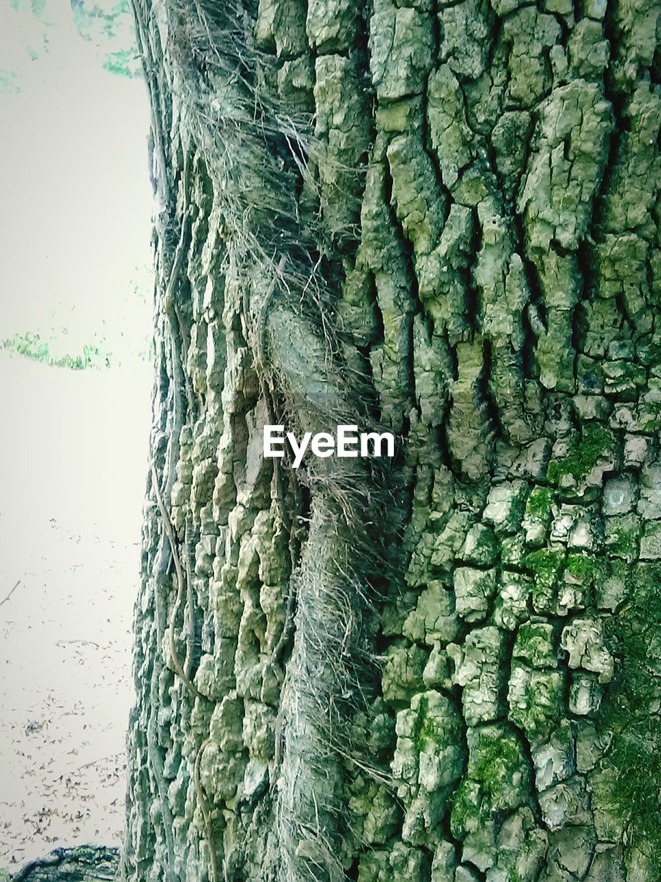 FULL FRAME SHOT OF WET TREES