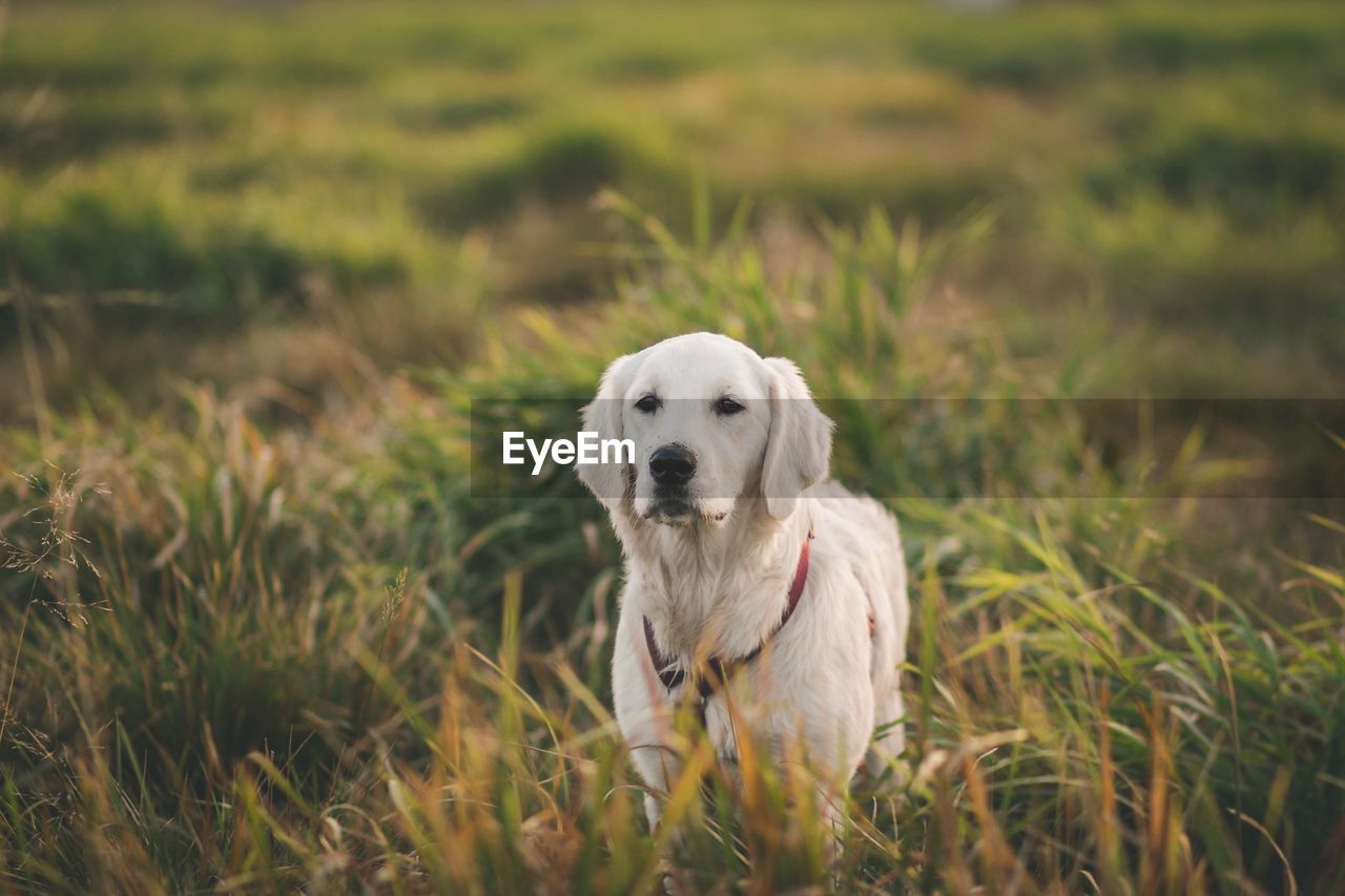 PORTRAIT OF DOG STANDING ON GRASS