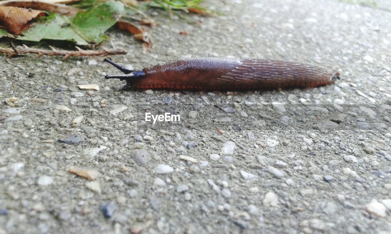 Close-up of slug on field