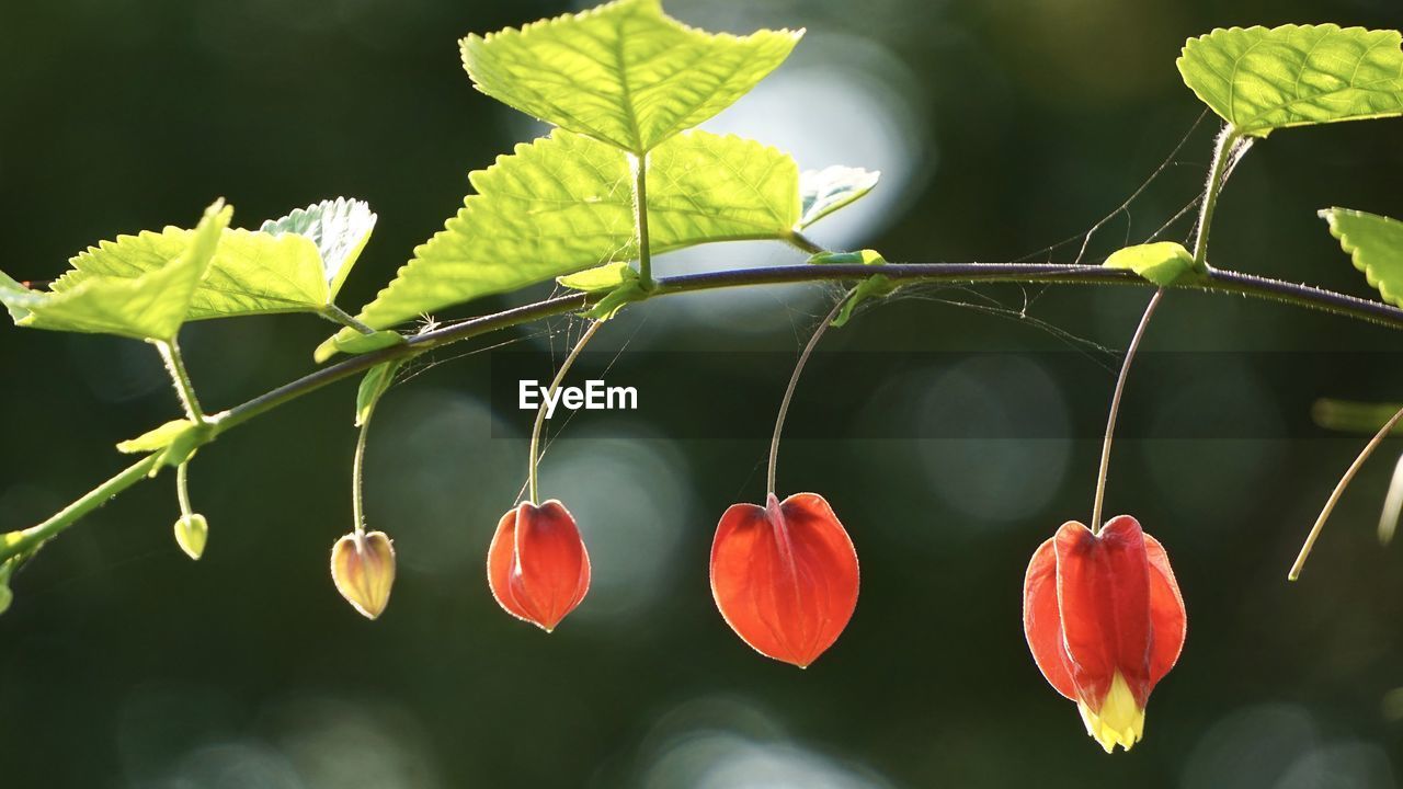 Close-up of red berries on plant