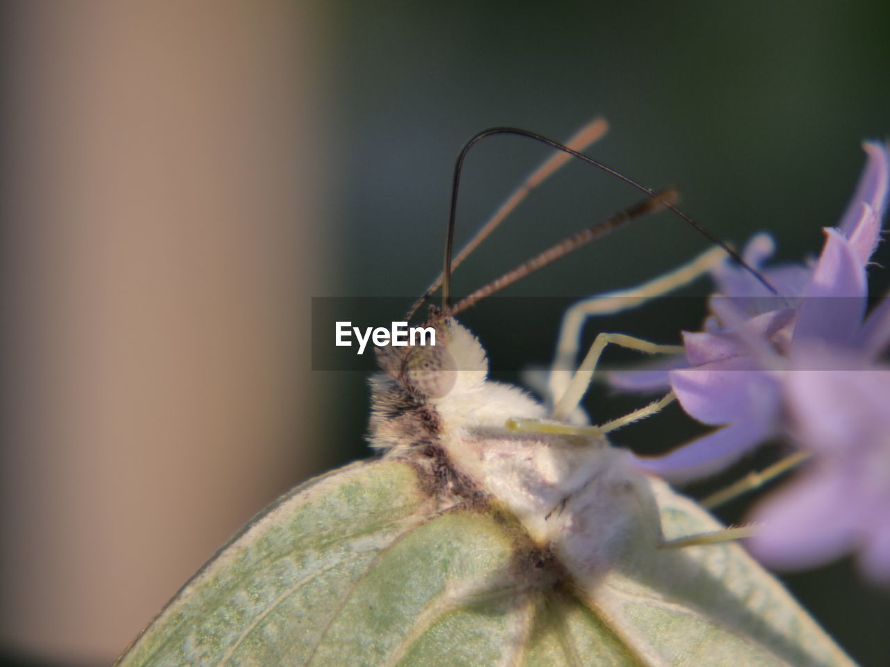 CLOSE-UP OF INSECT ON FLOWERS