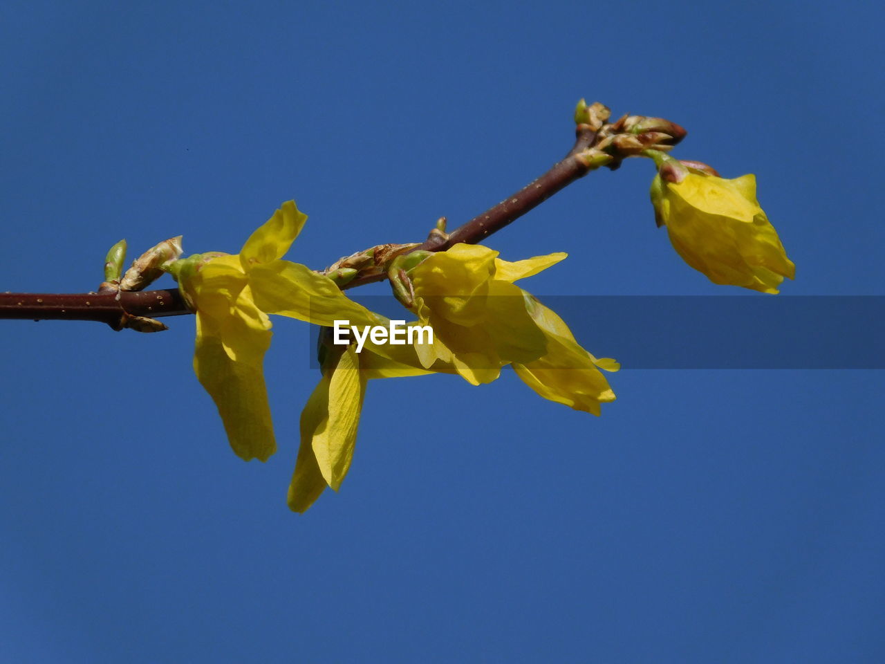 Low angle view of yellow flowering plant against clear blue sky