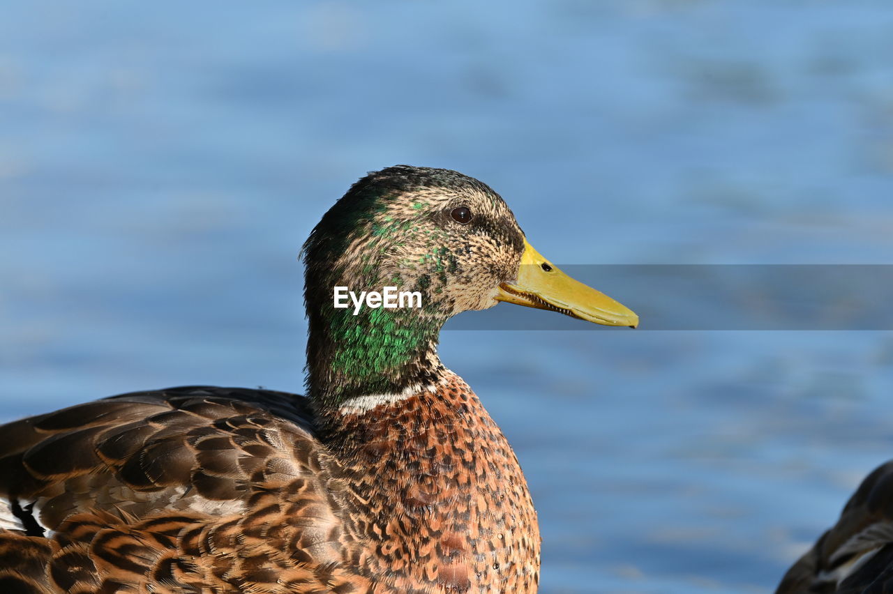 high angle view of duck swimming in lake