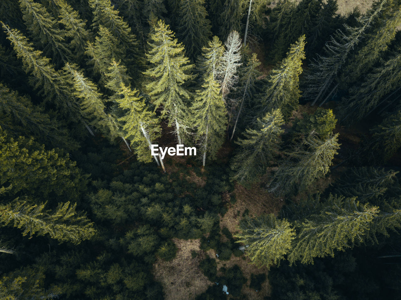 Aerial view of  pine trees in forest