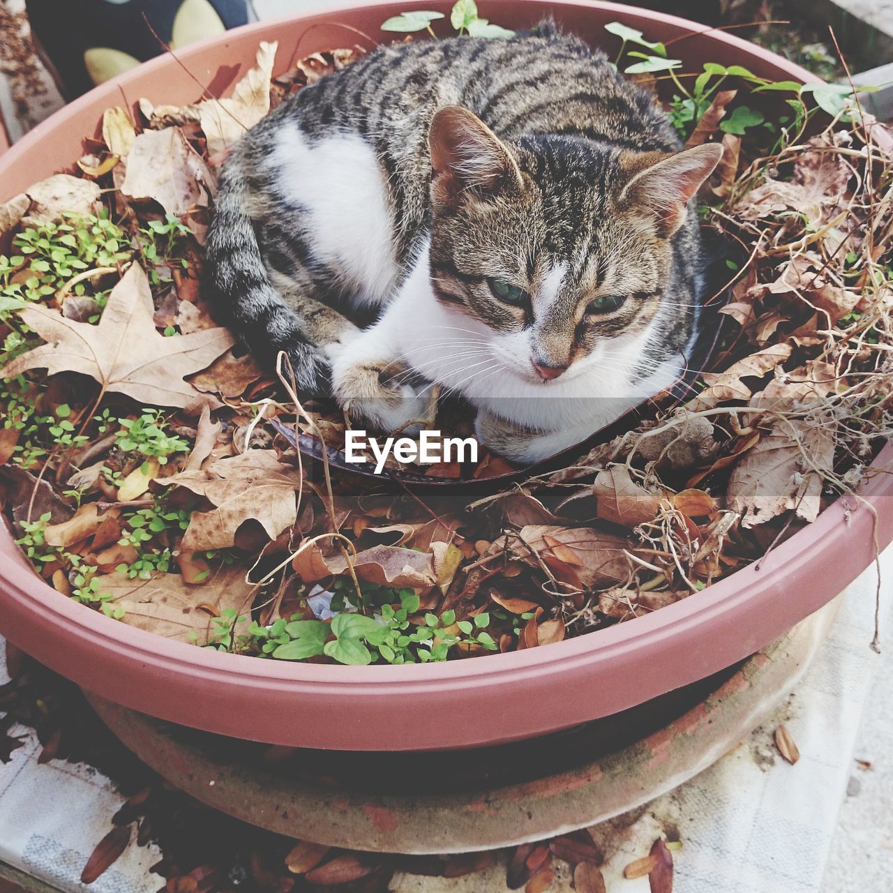 High angle view of cat in a pot