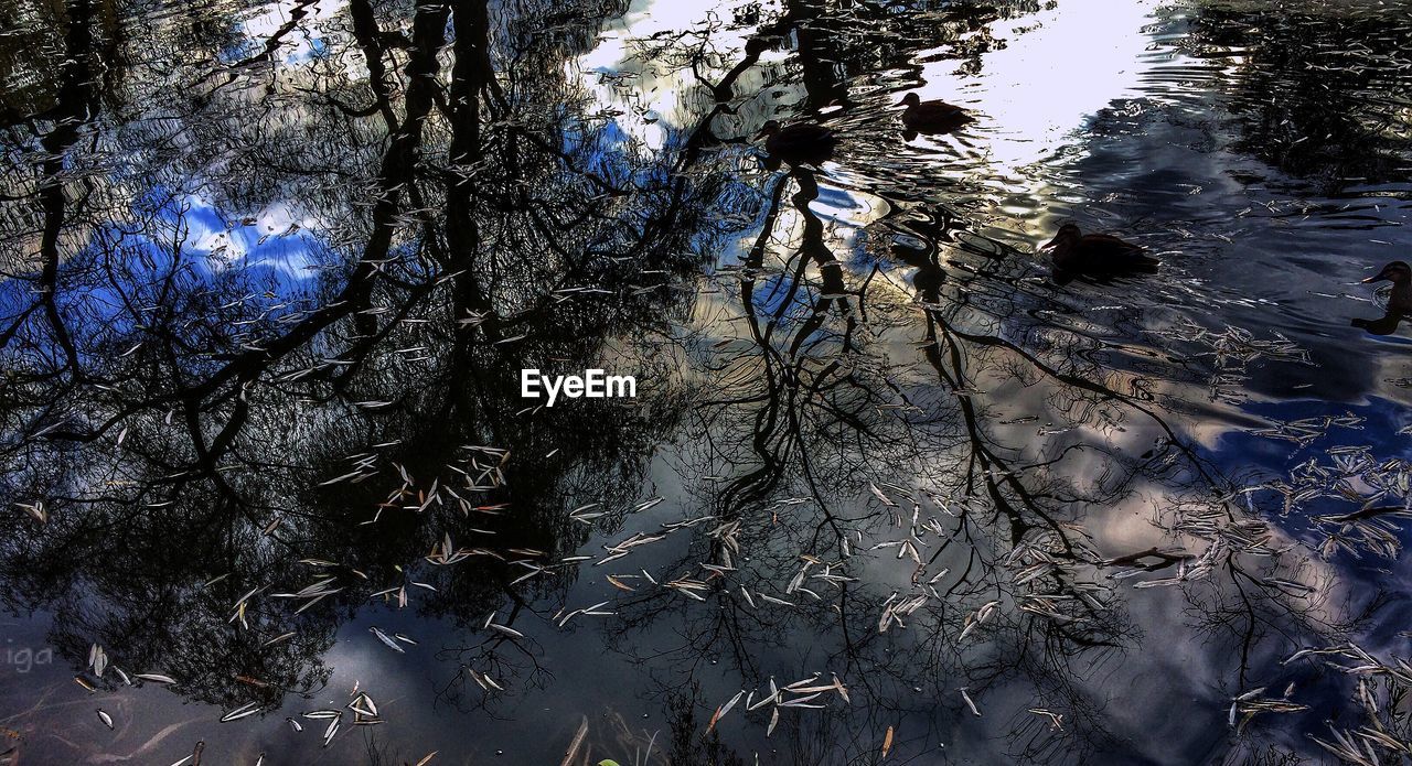 BARE TREES IN THE FOREST