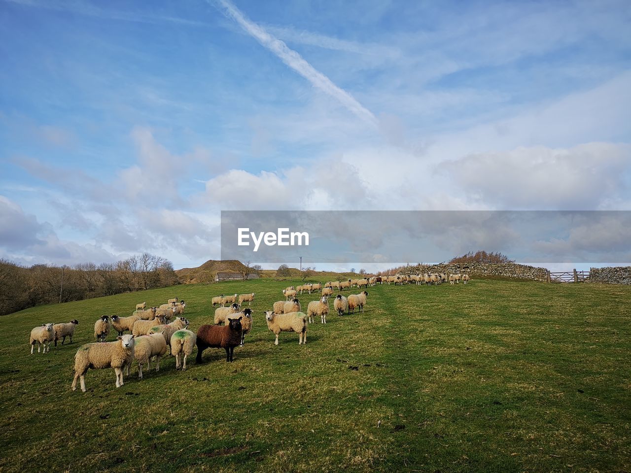 HERD OF SHEEP ON FIELD