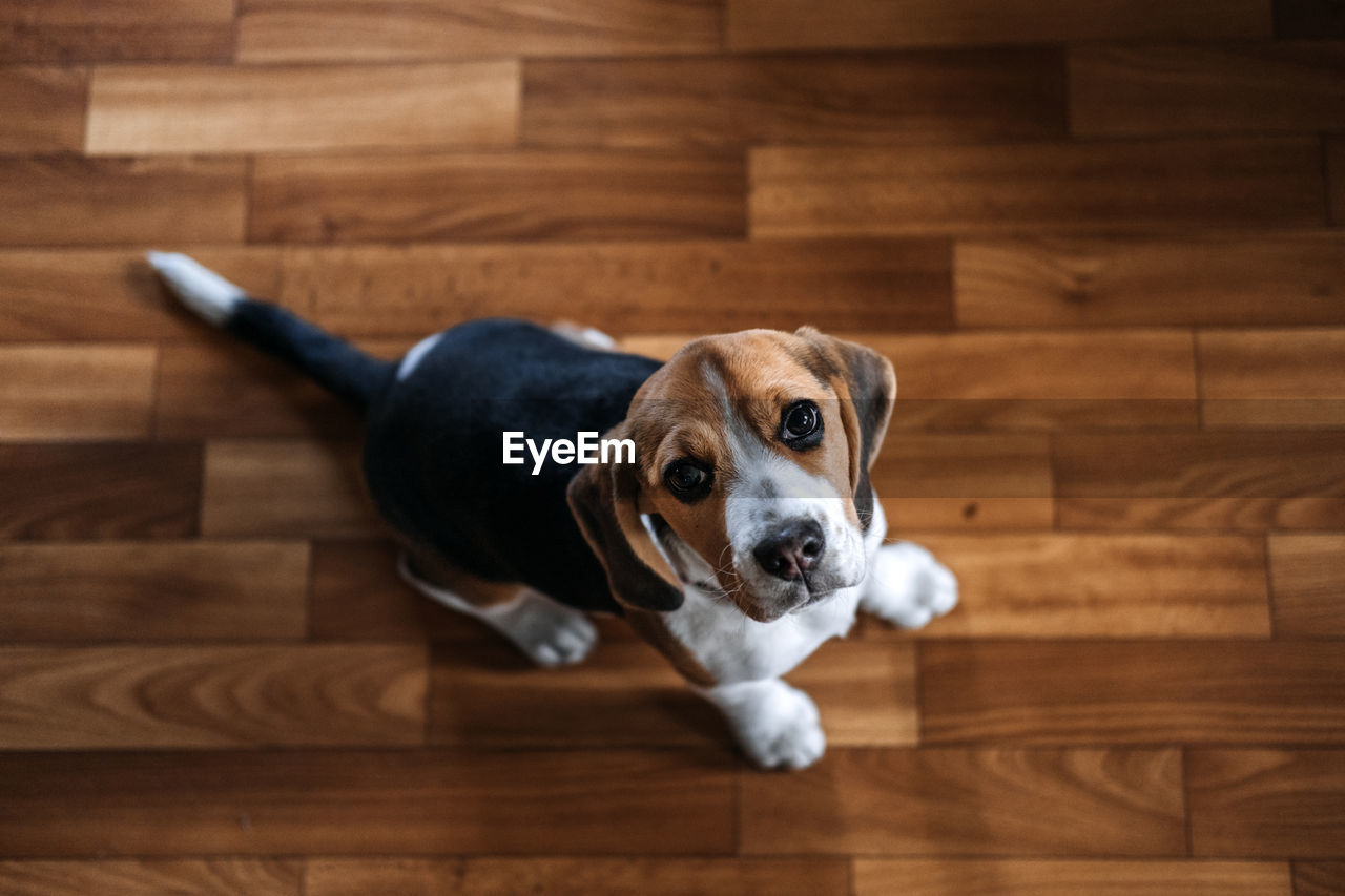 Beagle personality, temperament. beagle puppy at home. little beagle breed dog at his new home.