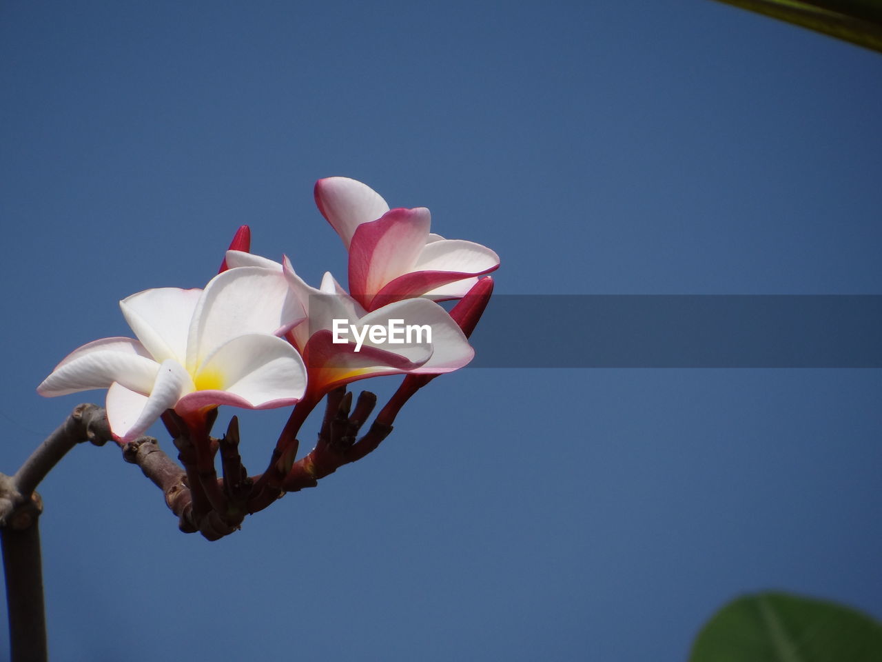 Low angle view of blue flower against clear sky