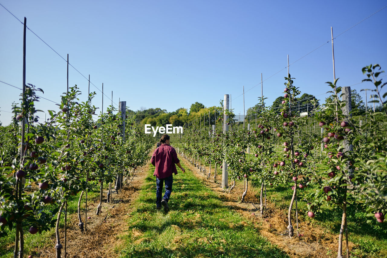 Rear view of farmer walking on grassy field at orchard against clear blue sky