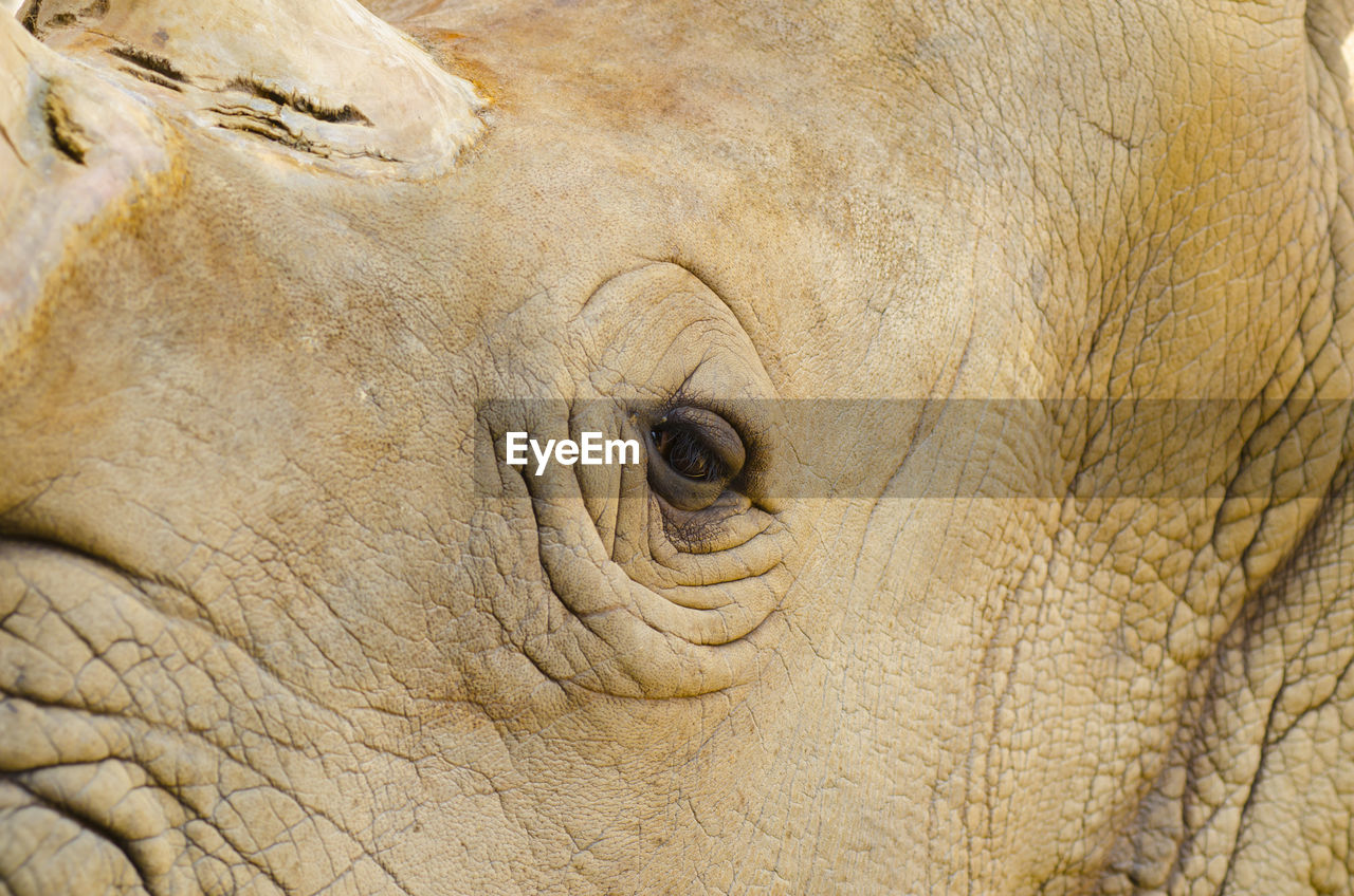 CLOSE-UP OF ELEPHANT IN A ANIMAL