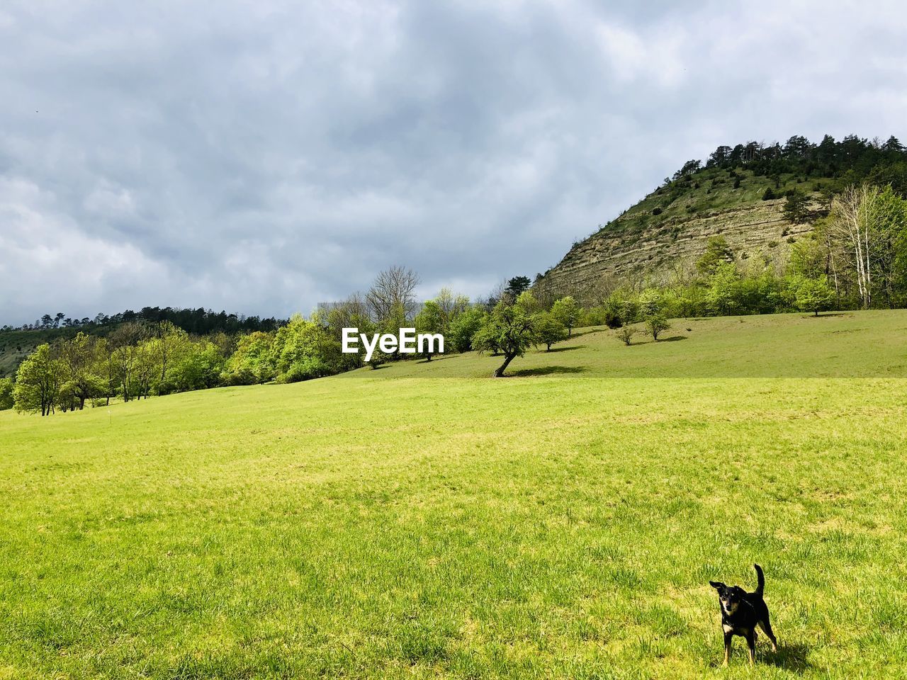 Scenic view of grassy field against sky