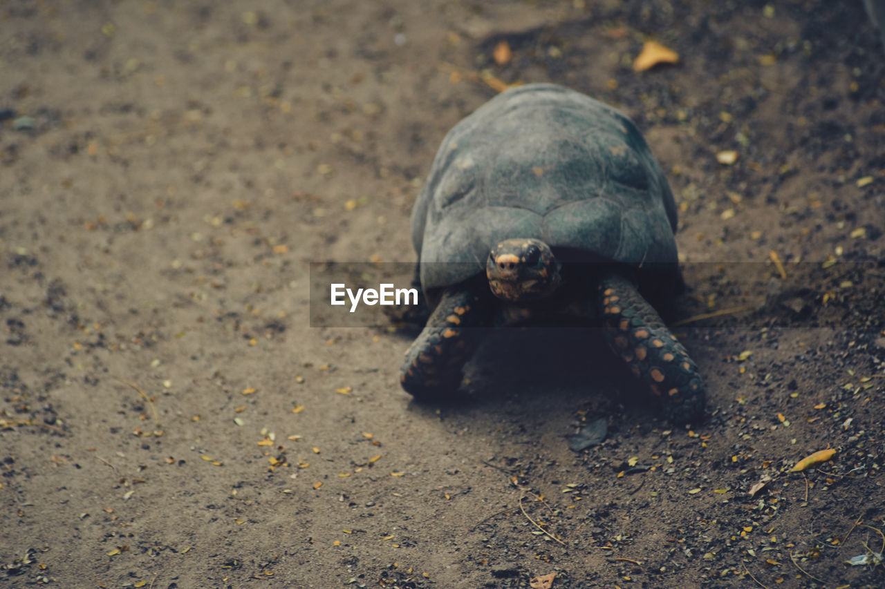 High angle view of a turtle on field