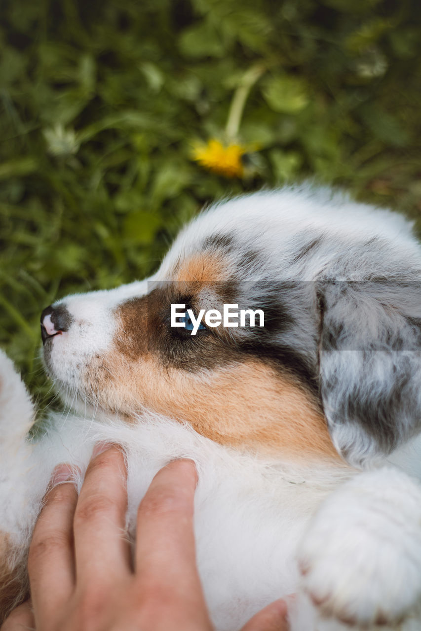 Scratching a young australian shepherd puppy lying in the grass