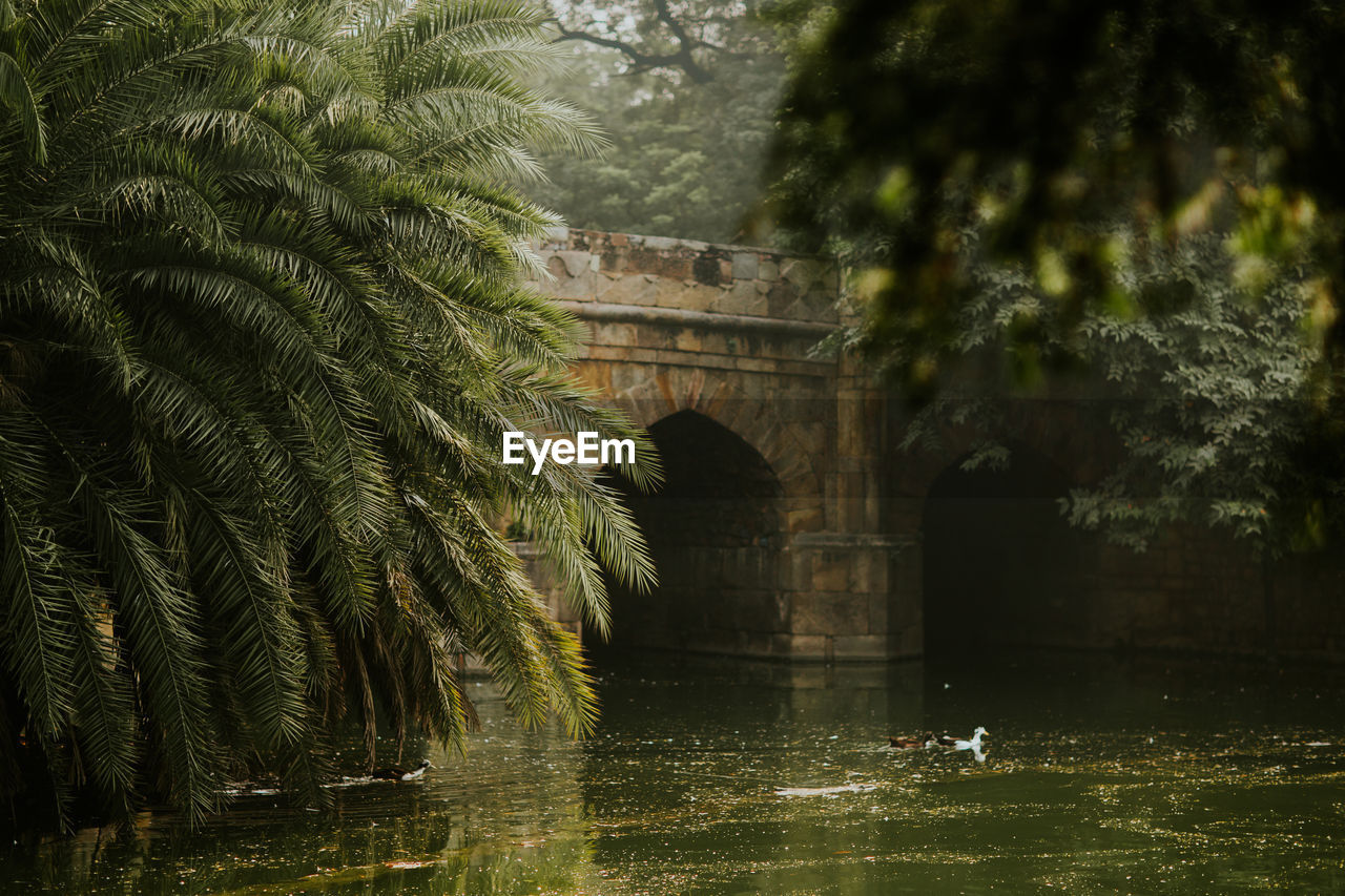 Ducks swimming on river flowing above stone bridge in lodi garden with lush vegetation