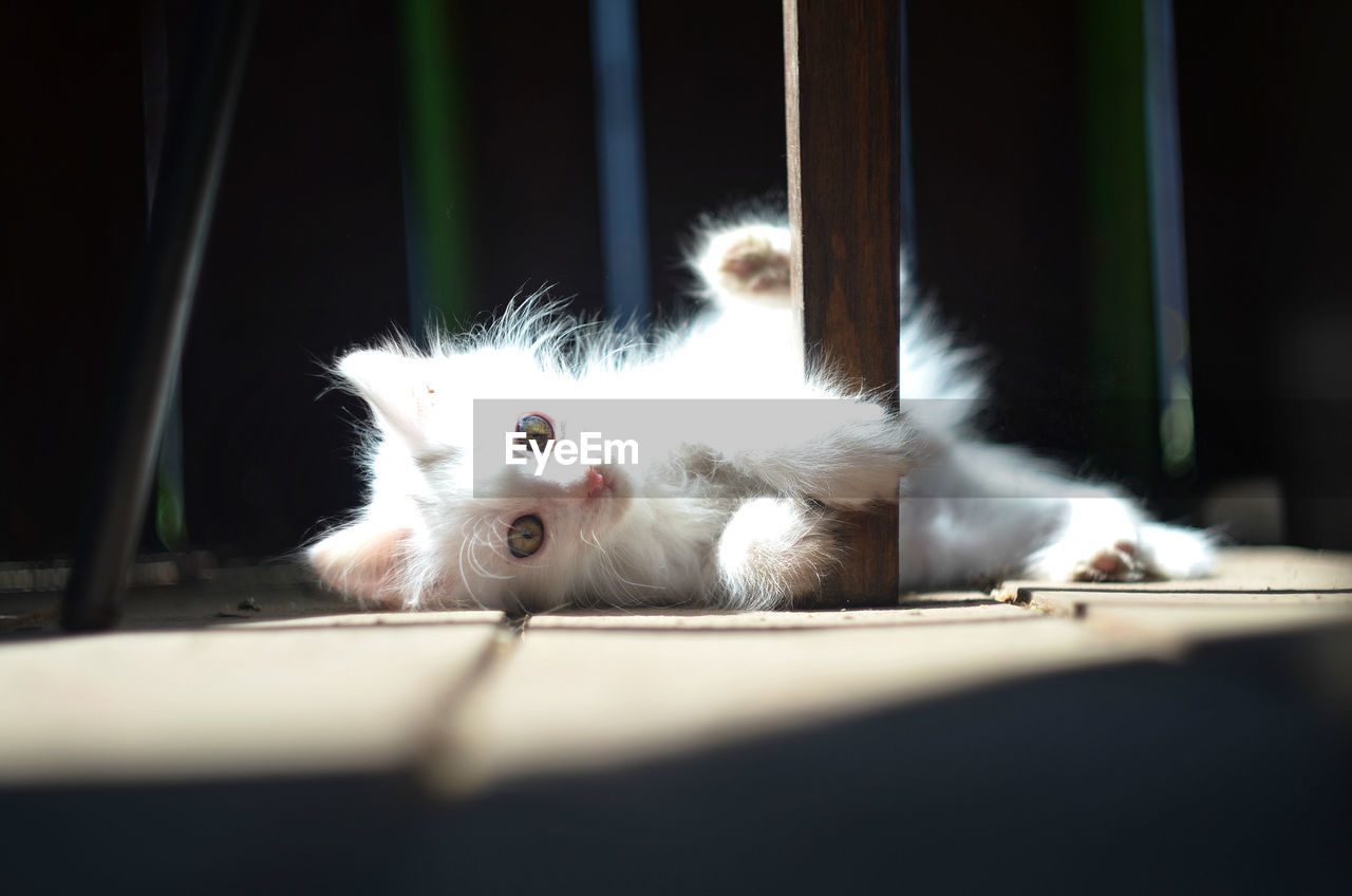 PORTRAIT OF WHITE CAT WITH KITTEN IN BACKGROUND