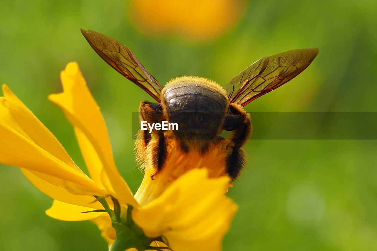 CLOSE-UP OF INSECT ON FLOWER